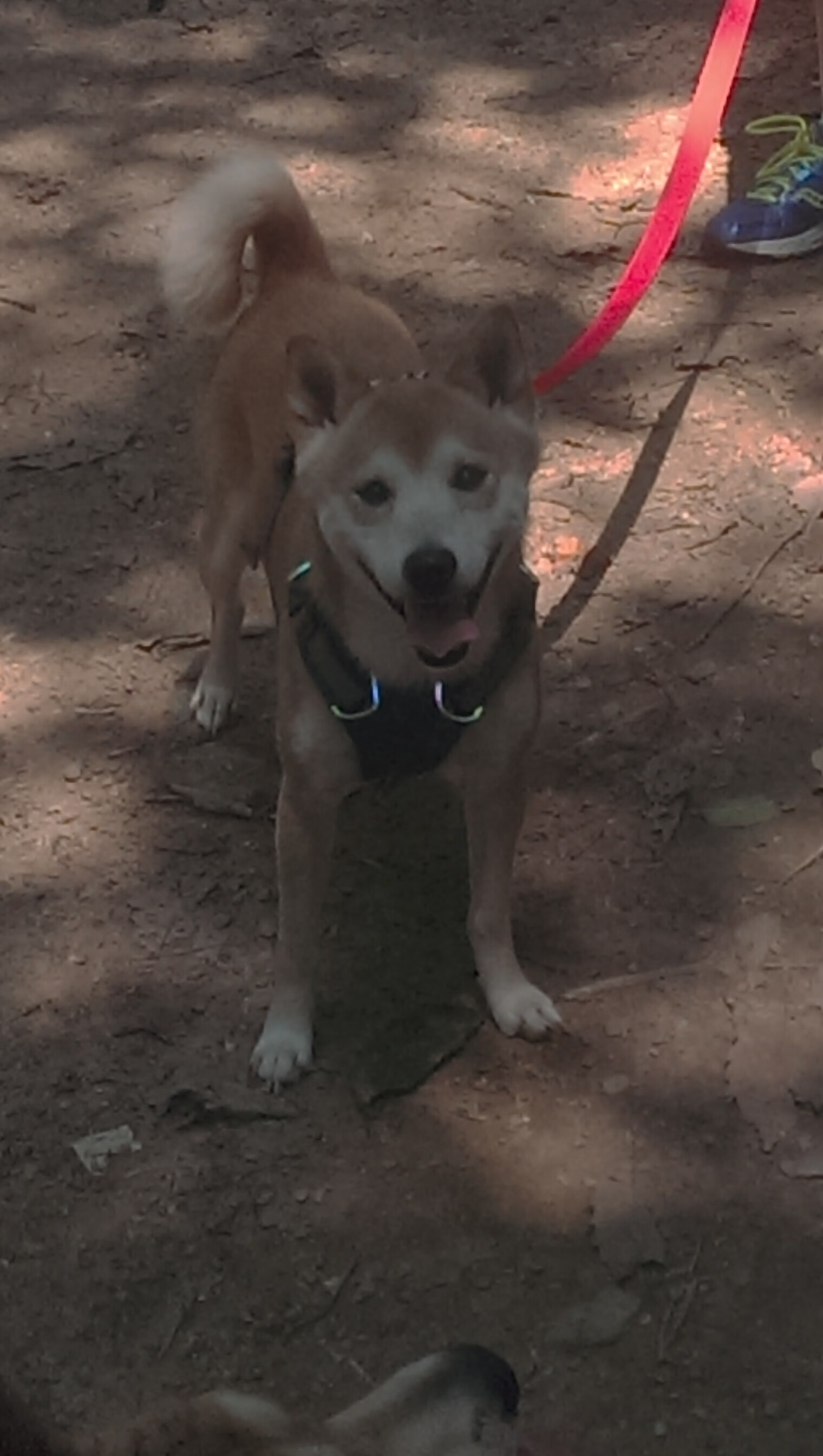 爱游戏电竞-全球社交媒体热议：塞内加尔足球将非洲节奏带入雪世界，塞内加尔非洲杯大名单