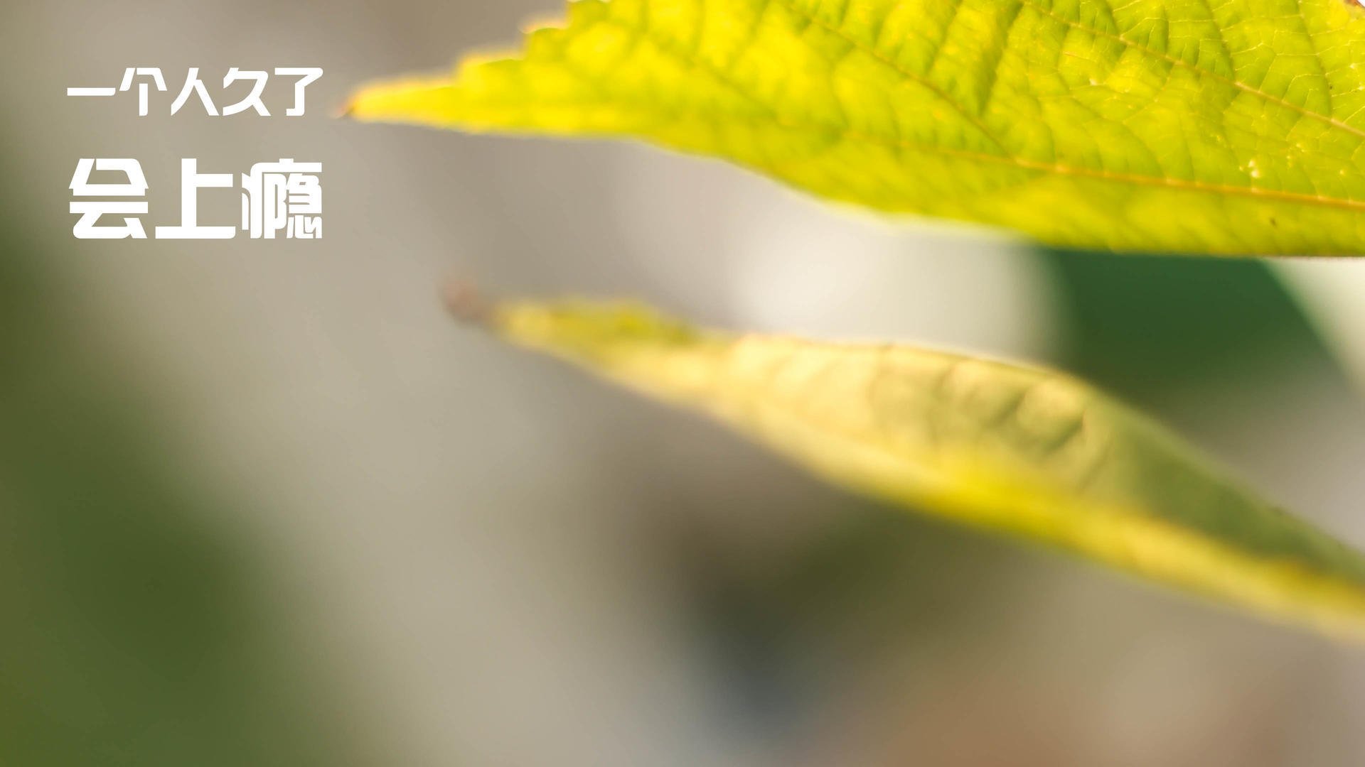 持续火力：张伟全场投中4个三分球，成为场上焦点！，张伟比赛时间